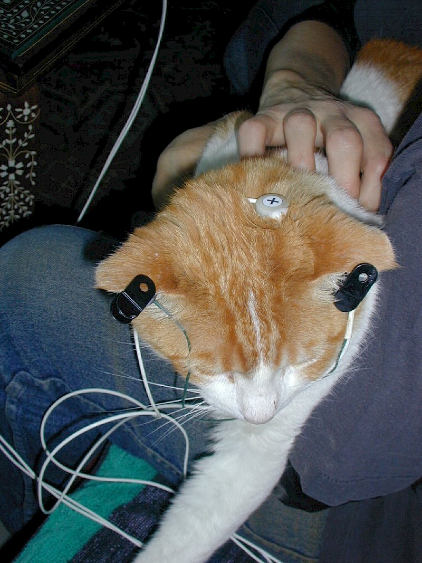 Source: Stone Montain Counseling PC <stonemountaincenter.com>