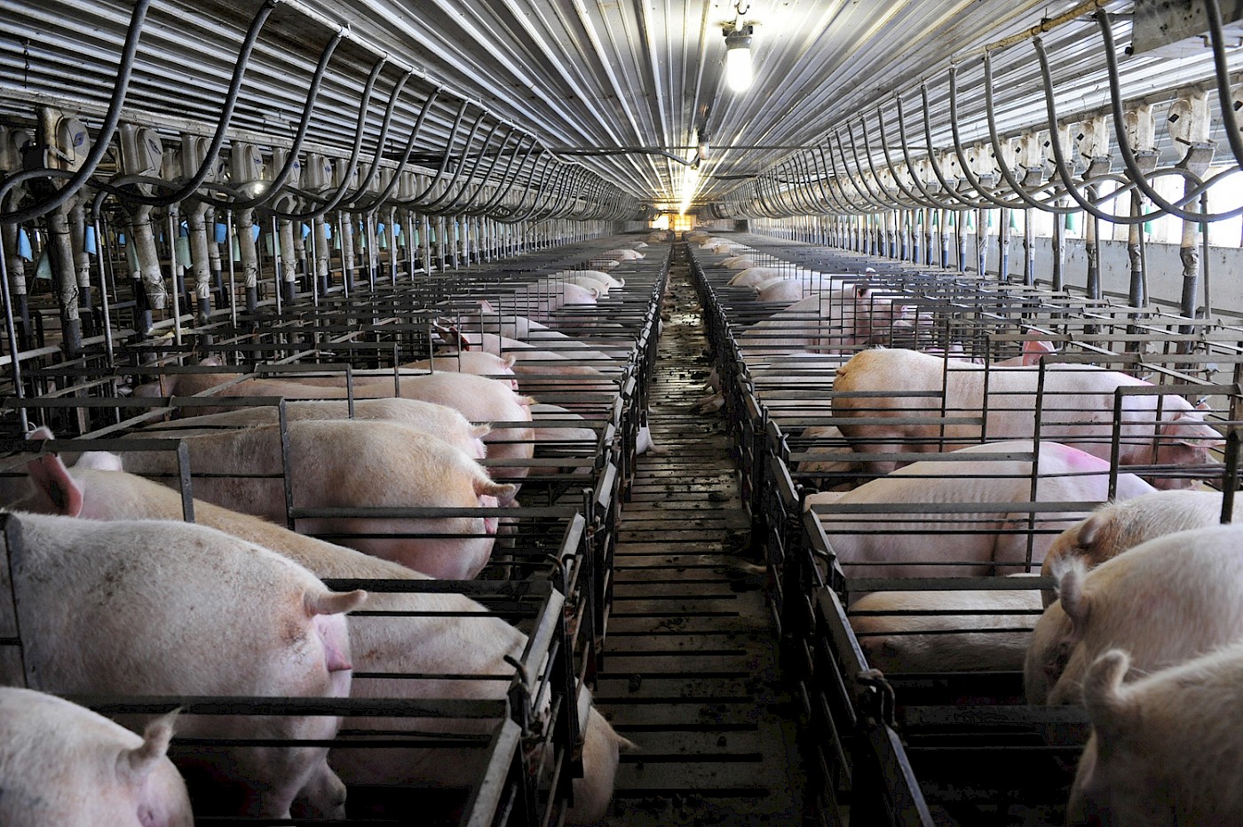 [Source](https://www.news.iastate.edu/news/2014/07/10/feedefficiency)